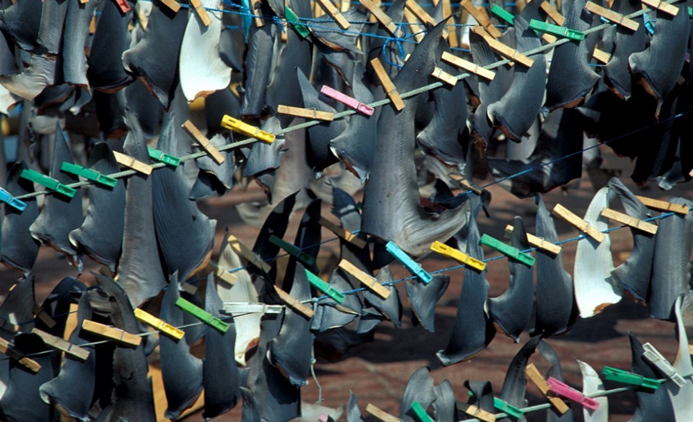 The fins from between 26 million and 73 million sharks move through the Hong Kong shark fin markets alone, each year. 