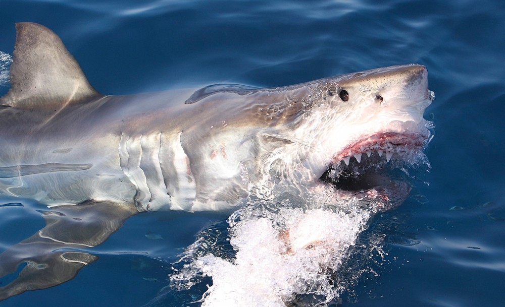 Great Whites: “The largest carnivorous fish with the astonishing capacity to assess, in a microsecond of a first bite, the caloric value of potential prey; human beings are too bony to usually bother with, so they often depart after that first bite.”