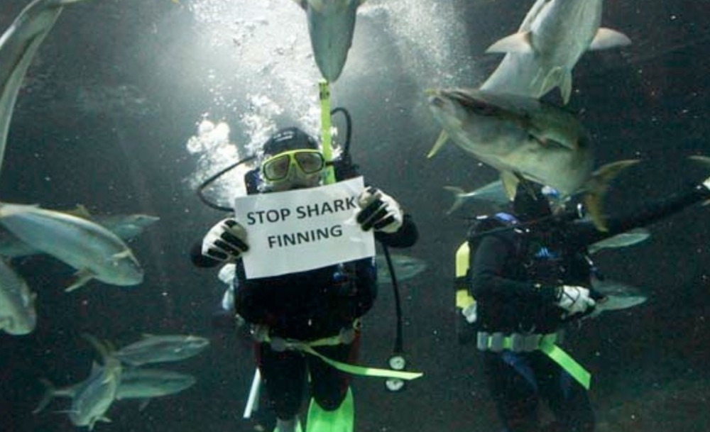 We need support for legislation to stop shark finning.