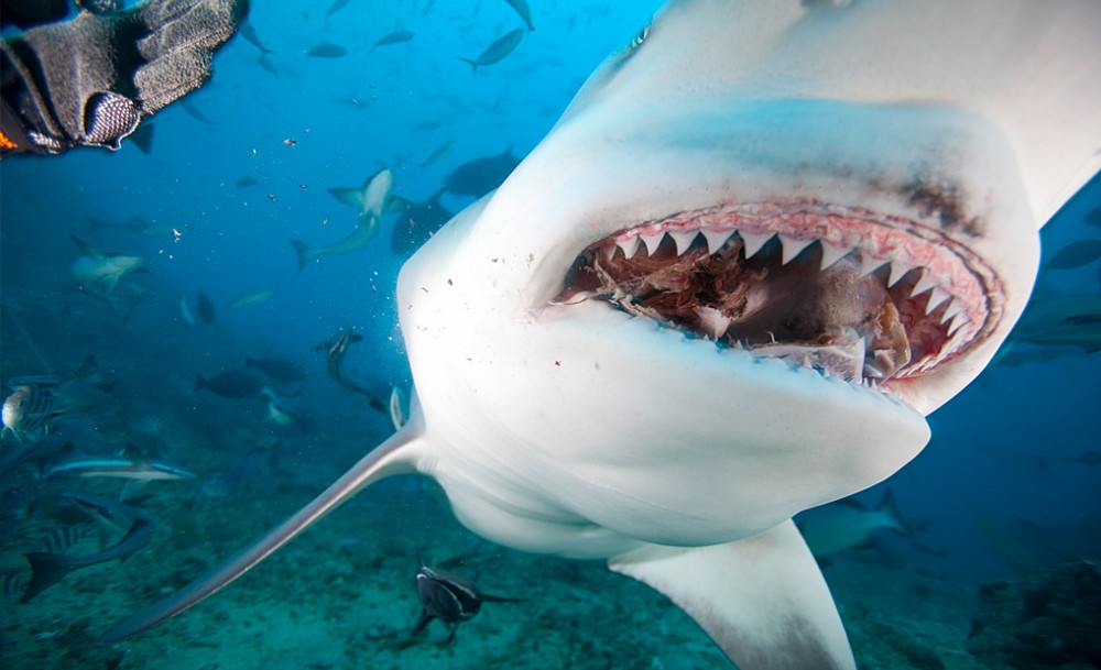 Bull Sharks: Sporting a stout appearance and pugnacious reputation – they are equipped with some biological quirk that permits them to function normally in salt, brackish, and fresh water – something no other shark can do.