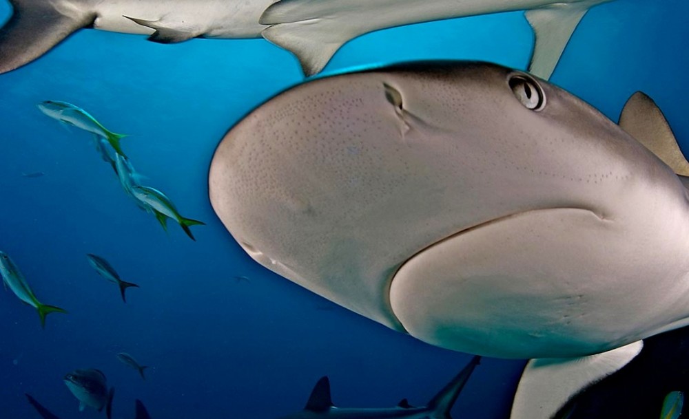 Caribbean Reef Shark: Was originally described from off the coast of Cuba as in 1876; it is one of the most abundant sharks around the Bahamas and the Antilles.