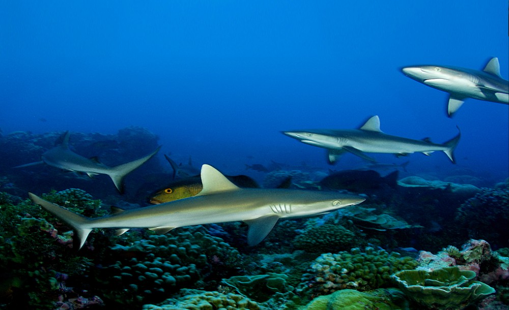 Caribbean Reef Shark: Reef sharks have been documented resting motionless on the sea bottom or inside caves, unusual behavior for an active-swimming shark. If threatened, it may perform a threat display in which it frequently changes direction and dips its pectoral fins.