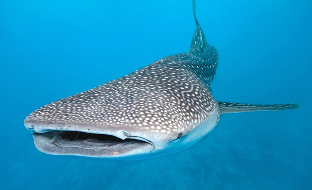 Whale Sharks: A gentle filter-feeding giant and by far the largest living non-mammalian vertebrate, rivaling many of the largest dinosaurs in weight.