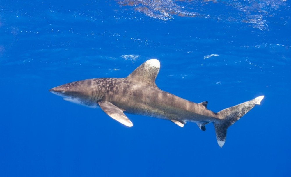 Oceanic Whitetips: Known as “long-hands” for their long pectoral fins and Peter’s personal bête noire as he had a near-miss that scared him permanently while swimming with a school of yellowfin tuna in open deep water.