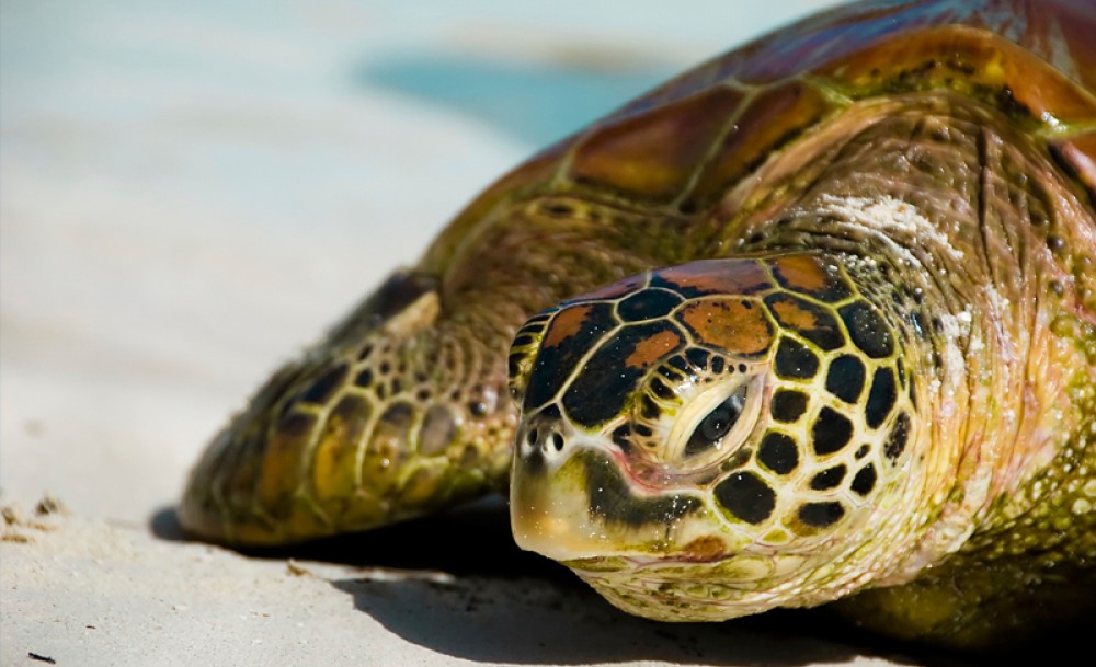 A spectacular Tahitian sea turtle is spotted