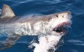 Great Whites: “The largest carnivorous fish with the astonishing capacity to assess, in a microsecond of a first bite, the caloric value of potential prey; human beings are too bony to usually bother with, so they often depart after that first bite.”