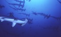 From Girl From the Sea of Cortez – “And then, from the darkness came the sharks – hammerheads: silent searchers moving with a relentless arrogance that broadcast their sovereignty over the seamount.”
