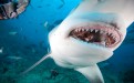 Bull Sharks: Sporting a stout appearance and pugnacious reputation – they are equipped with some biological quirk that permits them to function normally in salt, brackish, and fresh water – something no other shark can do.