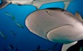 Caribbean Reef Shark: Was originally described from off the coast of Cuba as in 1876; it is one of the most abundant sharks around the Bahamas and the Antilles.