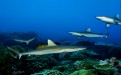 Caribbean Reef Shark: Reef sharks have been documented resting motionless on the sea bottom or inside caves, unusual behavior for an active-swimming shark. If threatened, it may perform a threat display in which it frequently changes direction and dips its pectoral fins.