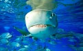 Lemon Sharks: Get the name because of their pale yellow brown coloring and are generally quite tame. 