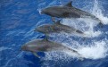 Part of the magical experience of Tahiti was hoping to see the dolphins. Three magnificent beauties - all jumping in synchronized formation. Pure joy.