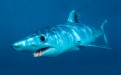 Mako Sharks: They are by far the fastest shark, and they are the only shark listed IGFA as a true sport fish. 