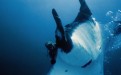 One of the most spectacular underwater experiences I have ever had – riding the great manta ray and it was the inspiration for Peter’s novel, Girl From the Sea of Cortez